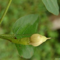 Camonea pilosa (Houtt.) A.R.Simões & Staples s.l.